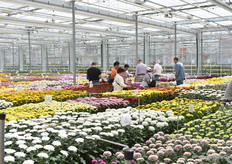 De snijbloemenproeven bij Dümmen Orange.